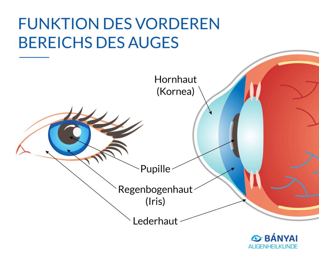 Das Auge - Funktion des vorderen Bereichs